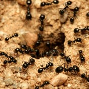 Closeup of an ant hill.