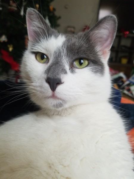 What Breed Is My Cat? - mostly white cat with some gray