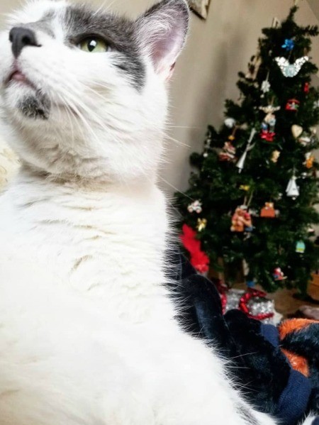 What Breed Is My Cat?