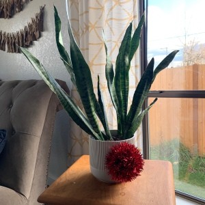 Rudolph Planter - snake plant in plain white planter with a red pom pom stuck to the pot