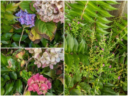 Holiday Swag Decoration - search garden for plants