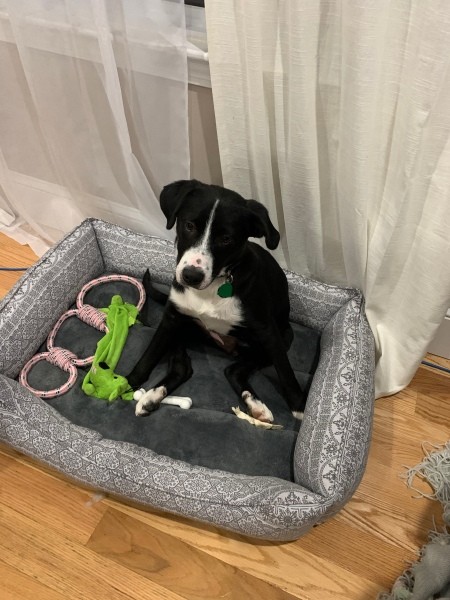 What Breed Is My Dog?