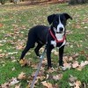 What Breed Is My Dog? - black and white dog on a leash
