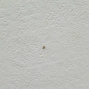 Identifying a Household Bug - very small bug on a white wall
