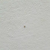 Identifying a Household Bug - very small bug on a white wall