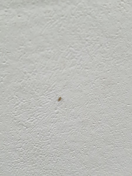 Identifying a Household Bug