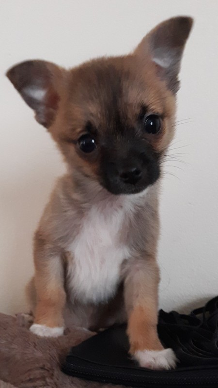 Is My Dog a Pure Bred Chihuahua? - cute tri-color puppy