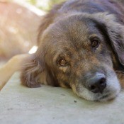 A sad dog lying down.