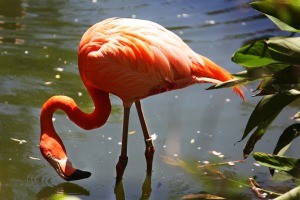 A flamingo wading in water.