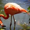 A flamingo wading in water.