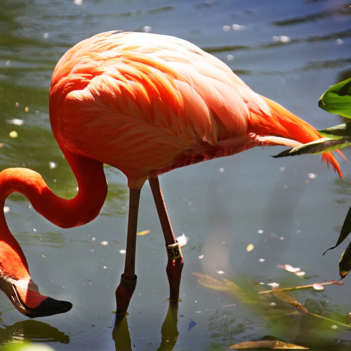 flamingo images