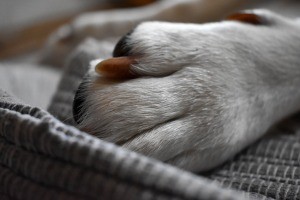 A dog's paw with long nails.