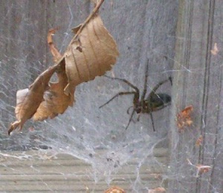 A spider in a web outside.