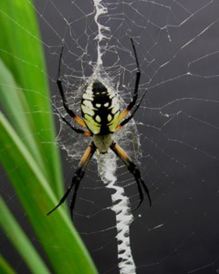 Wildlife: Garden Spider Photo