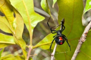 A black widow spider in the garden.