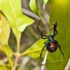 A black widow spider in the garden.