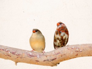 Two finches sitting on a branch.