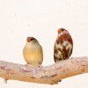 Two finches sitting on a branch.