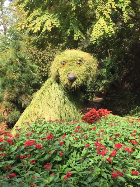 Atlanta Botanical Garden - shaggy dog topiary