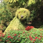 Atlanta Botanical Garden - shaggy dog topiary