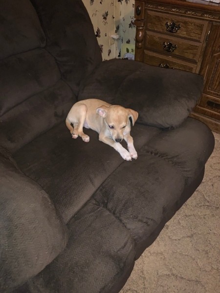 What Is My Chihuahua Mixed With?