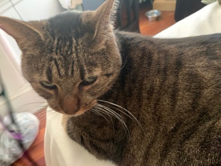 Cat Is Drinking Christmas Tree Water - black and gray tabby cat