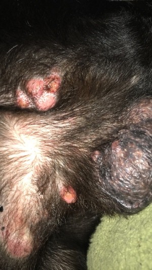 Identifying Bumps on My Dog - pink bumps on a dog