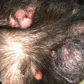 Identifying Bumps on My Dog - pink bumps on a dog