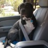 Jax (Pit Bull) - Pit sitting in the car with a seatbelt over his shoulder