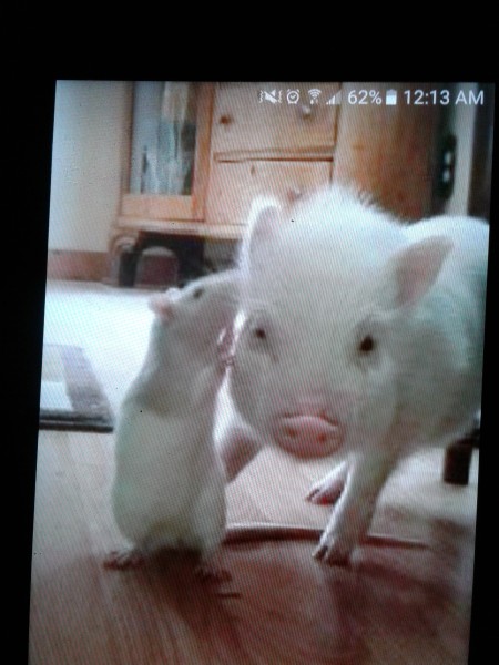 Honey and Weewee (Pig and Rat) - phone screen shot of a white rat with its nose near a very small white pig's ear