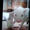 Honey and Weewee (Pig and Rat) - phone screen shot of a white rat with its nose near a very small white pig's ear