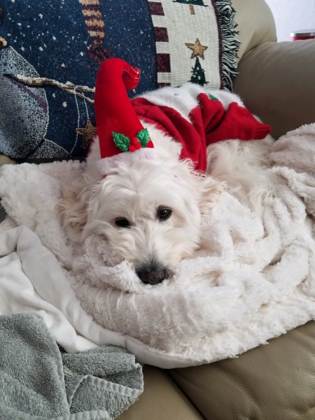 Paco (Poodle-Bichon-Mix) - white dog with a Santa hat on
