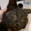 Sick Baby Kitten With Runny Eyes and Nose - kitten with eyes stuck shut