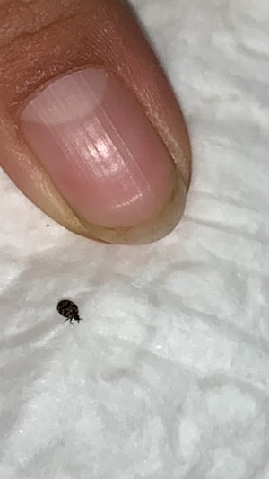 Identifying Household Bugs - small two color bug