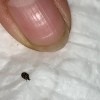 Identifying Household Bugs - small two color bug