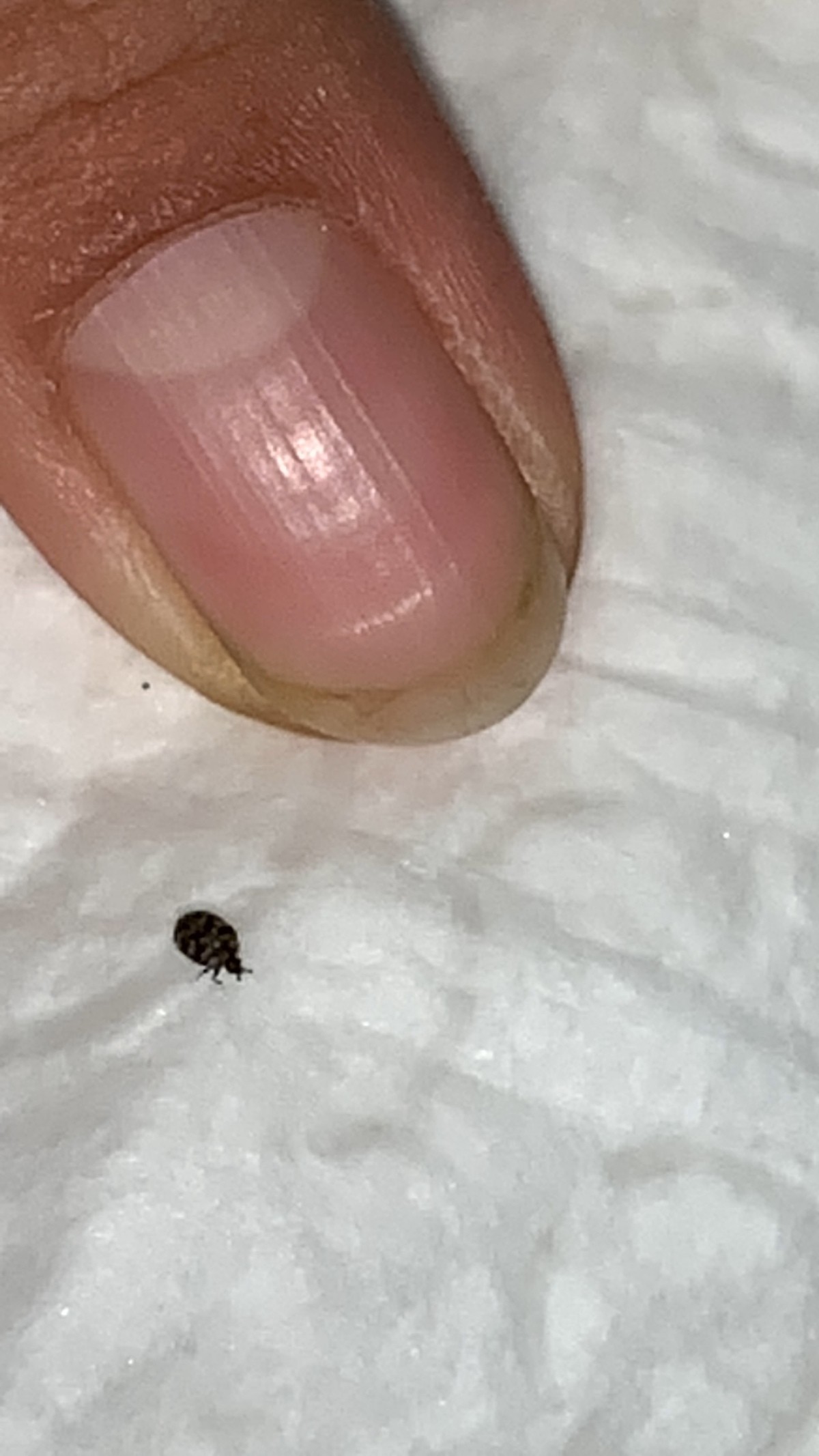 small flat black bug