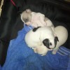 Selling Puppies to a Good Home