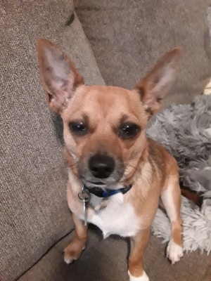 Is My Chihuahua Full Blooded?