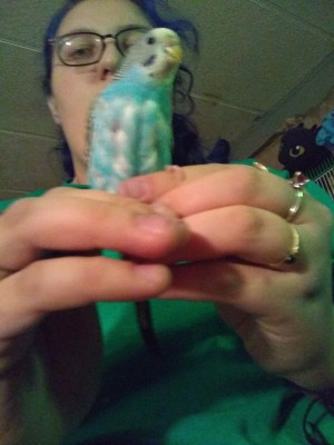 Parakeet Molting After Laying Eggs - woman holding a parakeet with bare spots