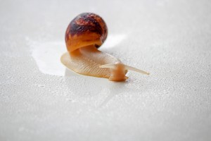 Snail on a countertop.