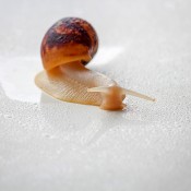Snail on a countertop.
