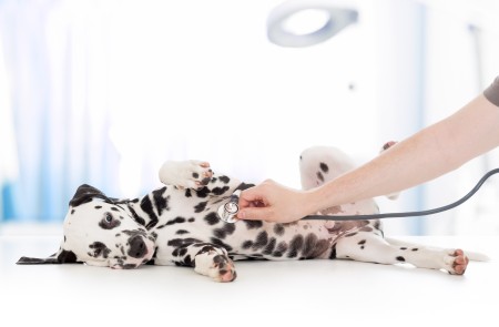 Dalmatian puppy at the vet.