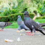 Pigeons eating bread on sidewalk.