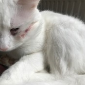 Cat Is Scratching a Wound on His Cheek - white cat with a cut or scrap on its cheek