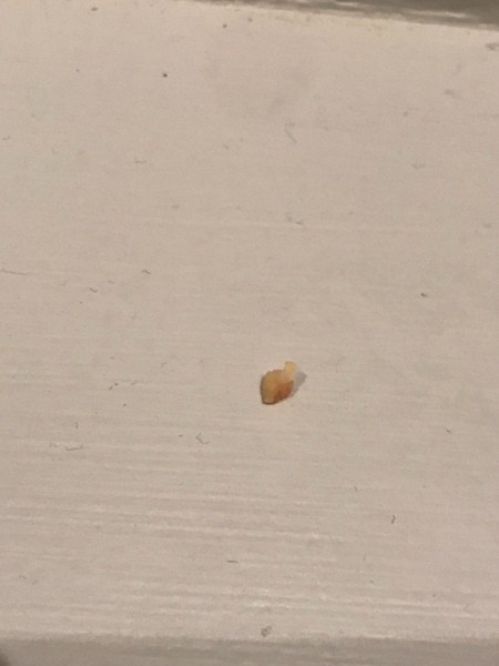 Identifying a Bug Shell - tan bug shell