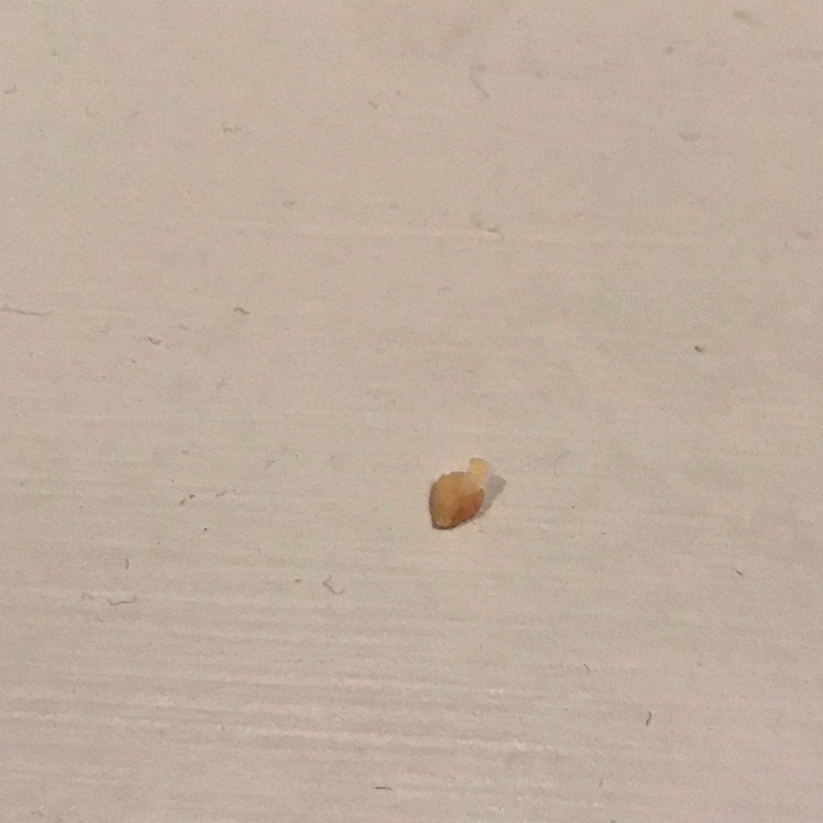 Identifying a Bug Shell (Exoskeleton)? ThriftyFun