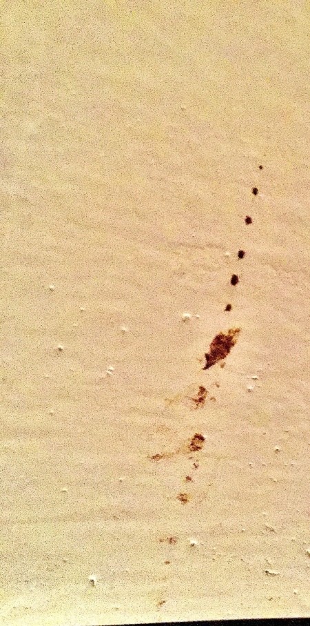 Getting Rid of Mice in the Dryer