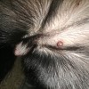 Identifying a Bump on a Dog - pinkish brown bump