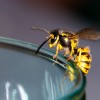 Wasp sitting on a glas