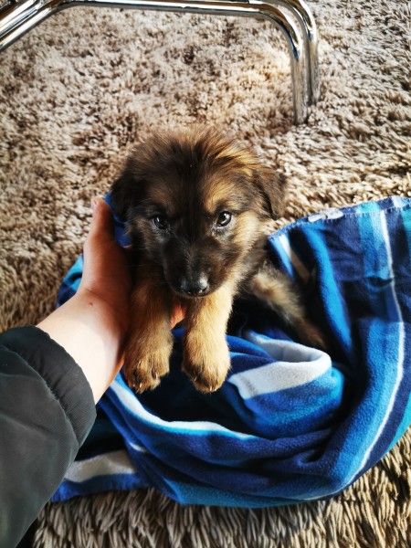 Is My Dog a Pure Bred GSD? - fuzzy brown and black puppy